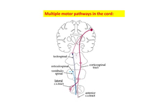 Multiple motor pathways in the cord:
 