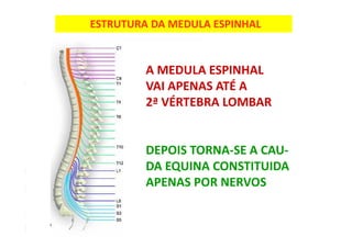 ESTRUTURA DA MEDULA ESPINHAL
A MEDULA ESPINHAL
VAI APENAS ATÉ A
2ª VÉRTEBRA LOMBAR
DEPOIS TORNA-SE A CAU-
DA EQUINA CONSTITUIDA
APENAS POR NERVOS
 