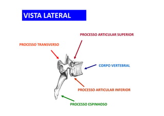 CORPO VERTEBRAL
PROCESSO ESPINHOSO
PROCESSO TRANSVERSO
PROCESSO ARTICULAR SUPERIOR
PROCESSO ARTICULAR INFERIOR
VISTA LATERAL
 