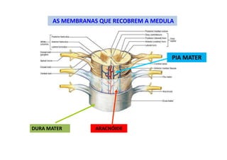 AS MEMBRANAS QUE RECOBREM A MEDULA
DURA MATER ARACNÓIDE
PIA MATER
 