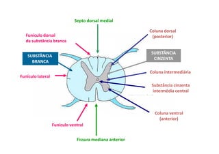 Septo dorsal medial
Funículo dorsal
da substância branca
Funículo lateral
Funículo ventral
Coluna dorsal
(posterior)
Coluna intermediária
Coluna ventral
(anterior)
SUBSTÂNCIA
BRANCA
SUBSTÂNCIA
CINZENTA
Fissura mediana anterior
Substância cinzenta
intermédia central
 