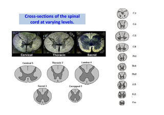 Cross-sections of the spinal
cord at varying levels.
 