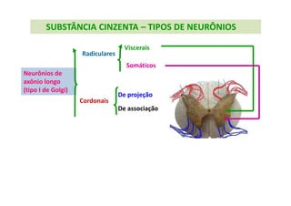 SUBSTÂNCIA CINZENTA – TIPOS DE NEURÔNIOS
Neurônios de
axônio longo
(tipo I de Golgi)
Radiculares
Cordonais
Viscerais
Somáticos
De associação
De projeção
 