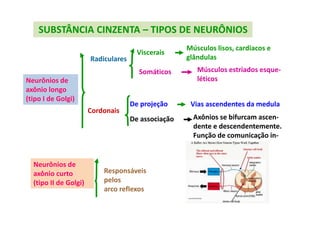 SUBSTÂNCIA CINZENTA – TIPOS DE NEURÔNIOS
Neurônios de
axônio longo
(tipo I de Golgi)
Radiculares
Cordonais
Viscerais
Somáticos
De associação
De projeção
Músculos lisos, cardiacos e
glândulas
Músculos estriados esque-
léticos
Vias ascendentes da medula
Axônios se bifurcam ascen-
dente e descendentemente.
Função de comunicação in-
tersegmentar
Neurônios de
axônio curto
(tipo II de Golgi)
Responsáveis
pelos
arco reflexos
 