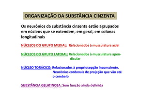 ORGANIZAÇÃO DA SUBSTÂNCIA CINZENTA
Os neurônios da substância cinzenta estão agrupados
em núcleos que se extendem, em geral, em colunas
longitudinais
NÚCLEOS DO GRUPO MEDIAL: Relacionados à musculatura axial
NÚCLEOS DO GRUPO LATERAL: Relacionados à musculatura apen-
dicular
NÚCLEO TORÁCICO: Relacionados à propriocepção inconsciente.
Neurônios cordonais de projeção que vão até
o cerebelo
SUBSTÂNCIA GELATINOSA: Sem função ainda definida
 