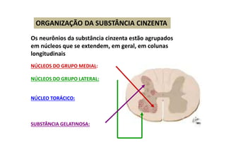 ORGANIZAÇÃO DA SUBSTÂNCIA CINZENTA
Os neurônios da substância cinzenta estão agrupados
em núcleos que se extendem, em geral, em colunas
longitudinais
NÚCLEOS DO GRUPO MEDIAL:
NÚCLEOS DO GRUPO LATERAL:
NÚCLEO TORÁCICO:
SUBSTÂNCIA GELATINOSA:
 