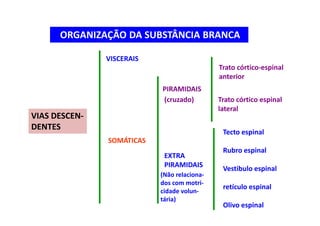 ORGANIZAÇÃO DA SUBSTÂNCIA BRANCA
VIAS DESCEN-
DENTES
VISCERAIS
SOMÁTICAS
PIRAMIDAIS
Trato córtico-espinal
anterior
Trato córtico espinal
lateral
(cruzado)
EXTRA
PIRAMIDAIS
Tecto espinal
Rubro espinal
Vestibulo espinal
retículo espinal
Olivo espinal
(Não relaciona-
dos com motri-
cidade volun-
tária)
 
