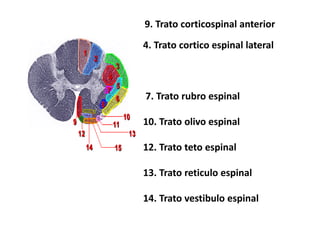 9. Trato corticospinal anterior
4. Trato cortico espinal lateral
7. Trato rubro espinal
10. Trato olivo espinal
12. Trato teto espinal
13. Trato reticulo espinal
14. Trato vestibulo espinal
 