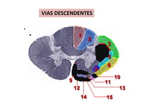 VIAS DESCENDENTES
 