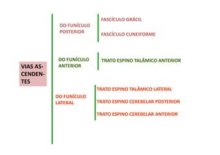 VIAS AS-
CENDEN-
TES
DO FUNÍCULO
POSTERIOR
FASCÍCULO GRÁCIL
FASCÍCULO CUNEIFORME
DO FUNÍCULO
ANTERIOR
TRATO ESPINO TALÂMICO ANTERIOR
DO FUNÍCULO
LATERAL
TRATO ESPINO TALÂMICO LATERAL
TRATO ESPINO CEREBELAR POSTERIOR
TRATO ESPINO CEREBELAR ANTERIOR
 