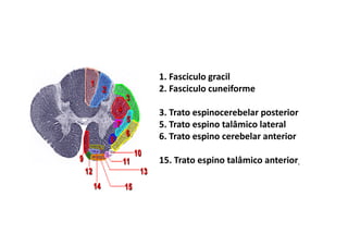 1. Fasciculo gracil
2. Fasciculo cuneiforme
3. Trato espinocerebelar posterior
5. Trato espino talâmico lateral
6. Trato espino cerebelar anterior
15. Trato espino talâmico anterior
 