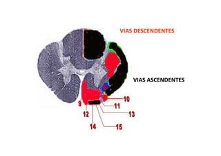 VIAS DESCENDENTES
VIAS ASCENDENTES
 