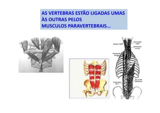 AS VERTEBRAS ESTÃO LIGADAS UMAS
ÀS OUTRAS PELOS
MUSCULOS PARAVERTEBRAIS...
 