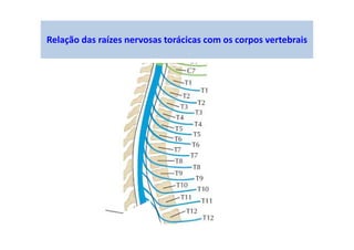 Relação das raízes nervosas torácicas com os corpos vertebrais
 