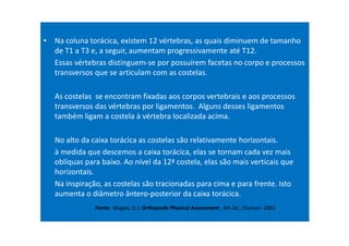 • Na coluna torácica, existem 12 vértebras, as quais diminuem de tamanho
de T1 a T3 e, a seguir, aumentam progressivamente até T12.
Essas vértebras distinguem-se por possuírem facetas no corpo e processos
transversos que se articulam com as costelas.
As costelas se encontram fixadas aos corpos vertebrais e aos processos
transversos das vértebras por ligamentos. Alguns desses ligamentos
também ligam a costela à vértebra localizada acima.
No alto da caixa torácica as costelas são relativamente horizontais.
à medida que descemos a caixa torácica, elas se tornam cada vez mais
oblíquas para baixo. Ao nível da 12ª costela, elas são mais verticais que
horizontais.
Na inspiração, as costelas são tracionadas para cima e para frente. Isto
aumenta o diâmetro ântero-posterior da caixa torácica.
Fonte: Magee, D J; Orthopedic Physical Assessment , 4th Ed., Elseiver- 2002
 
