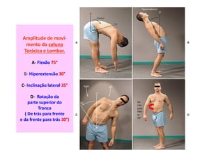 Amplitude de movi-
mento da coluna
Torácica e Lombar.
A- Flexão 75°
B- Hiperextensão 30°
C- Inclinação lateral 35°
D- Rotação da
parte superior do
Tronco
( De trás para frente
e da frente para trás 30°)
De
trás
para
fren
te
30°
 