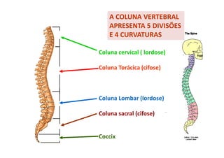 A COLUNA VERTEBRAL
APRESENTA 5 DIVISÕES
E 4 CURVATURAS
Coluna cervical ( lordose)
Coluna Torácica (cifose)
Coluna Lombar (lordose)
Coluna sacral (cifose)
Coccix
 