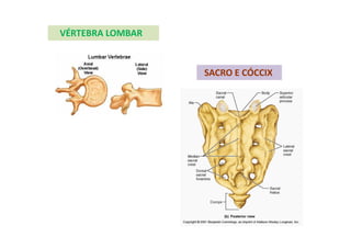 VÉRTEBRA LOMBAR
SACRO E CÓCCIX
 