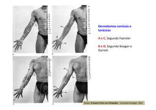Dermátomos cervicais e
torácicos
A e C, Segundo Foerster
B e D, Segundo Keegan e
Garrett
Reider, O Exame Físico em Ortopedia – Guanabara Koogan -2001
 