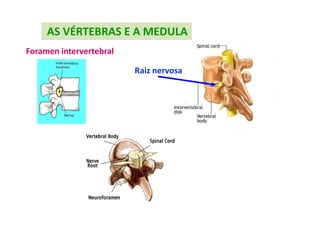 AS VÉRTEBRAS E A MEDULA
Foramen intervertebral
Raiz nervosa
 