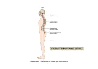Curvatures of the vertebral column.
 