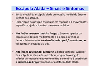 Escápula Alada – Sinais e Sintomas
• Borda medial da escápula alada ou rotação medial do ângulo
inferior da escápula.
• Observação da posição escapular em repouso e a movimentos
específicos ajuda a localizar o nervo envolvido.
• Nas lesões do nervo torácico longo, o ângulo superior da
escápula se desloca medialmente e o ângulo inferior se
desloca lateralmente; a extensão do braço à frente do corpo
vai acentuar a escápula alada.
• Nas lesões do espinhal acessório, a borda vertebral superior
da escápula se afasta das vértebras, enquanto o ângulo
inferior permanece relativamente fixo e o ombro é deprimido;
a abdução do braço vai acentuar a deformidade alada.
 