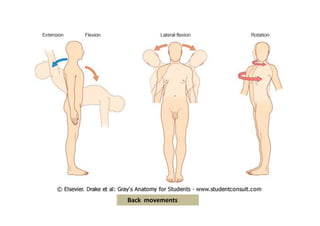 figura
Back movements
 
