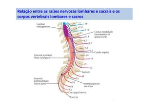 Relação entre as raízes nervosas lombares e sacrais e os
corpos vertebrais lombares e sacros
 