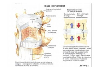 figura
08/12/2015 Dr. José Heitor Machado Fernandes 276
 