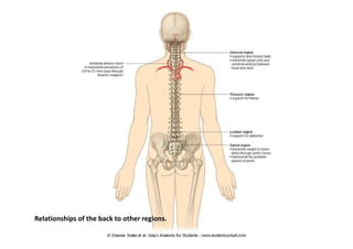 figura
Relationships of the back to other regions.
 