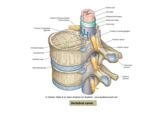 figura
Vertebral canal.
 