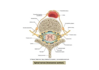 Spinal nerves (transverse section).
figura
 