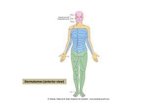 Dermatomes (anterior view)
 