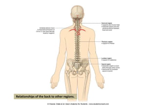 Relationships of the back to other regions.
 