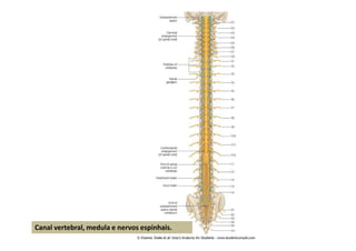 Canal vertebral, medula e nervos espinhais.
 