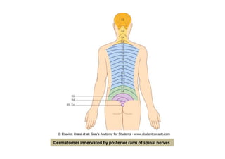 Dermatomes innervated by posterior rami of spinal nerves
 
