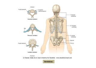 Vertebrae.
 