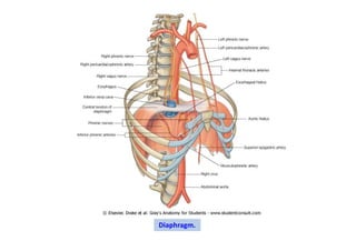 Diaphragm.
 
