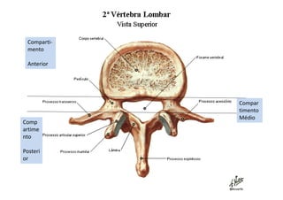 Comp
artime
nto
Posteri
or
Comparti-
mento
Anterior
Compar
timento
Médio
 