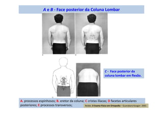 A e B - Face posterior da Coluna Lombar
A. processos espinhosos; B. eretor da coluna; C cristas ilíacas; D facetas articulares
posteriores; E processos transversos;
C - Face posterior da
coluna lombar em flexão.
Reider, O Exame Físico em Ortopedia – Guanabara Koogan -2001
 