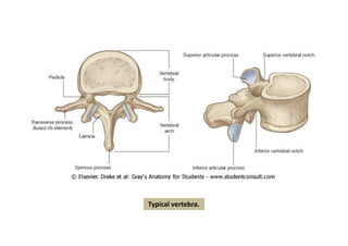 Typical vertebra.
 