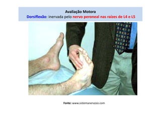 Avaliação Motora
Dorsiflexão: inervada pelo nervo peroneal nas raízes de L4 e L5
Fonte: www.sistemanervoso.com
 