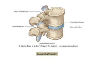 Intervertebral foramen.
 