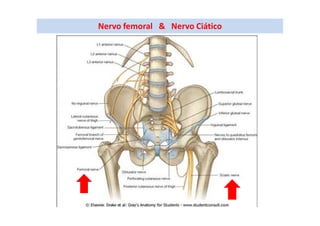 Nervo femoral & Nervo Ciático
 
