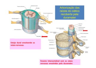 Estojo dural envolvendo as
raízes nervosas.
Forame Intervertebral com as raízes
nervosas envolvidas pela duramater.
Arborização das
raízes do ciático
recoberta pela
duramater
 