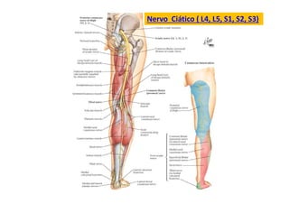 Nervo Ciático ( L4, L5, S1, S2, S3)
 