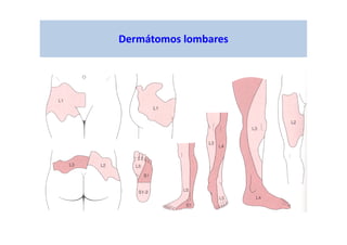 Dermátomos lombares
 