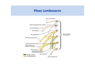 Plexo Lombosacro
 