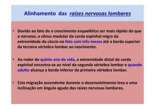 Alinhamento das raízes nervosas lombares
• Devido ao fato de o crescimento esquelético ser mais rápido do que
o nervoso, o cônus medular da corda espinhal migra da
extremidade do cóccix no feto com três meses até a borda superior
da terceira vértebra lombar ao nascimento.
• Ao redor do quinto ano de vida, a extremidade distal da corda
espinhal encontra-se ao nível da segunda vértebra lombar e quando
adulto alcança a borda inferior da primeira vértebra lombar.
• Esta migração ascendente durante o desenvolvimento leva a uma
inclinação em ângulo agudo das raízes nervosas lombares.
 