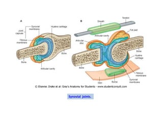 Synovial joints.
 